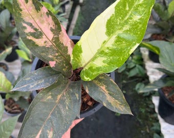 超希少❗️サイズ大❗️アンスリウム　ルネッサンス　斑入り✨ アンスリウム ルネッサンス ピンク 斑入り - Etsy 日本