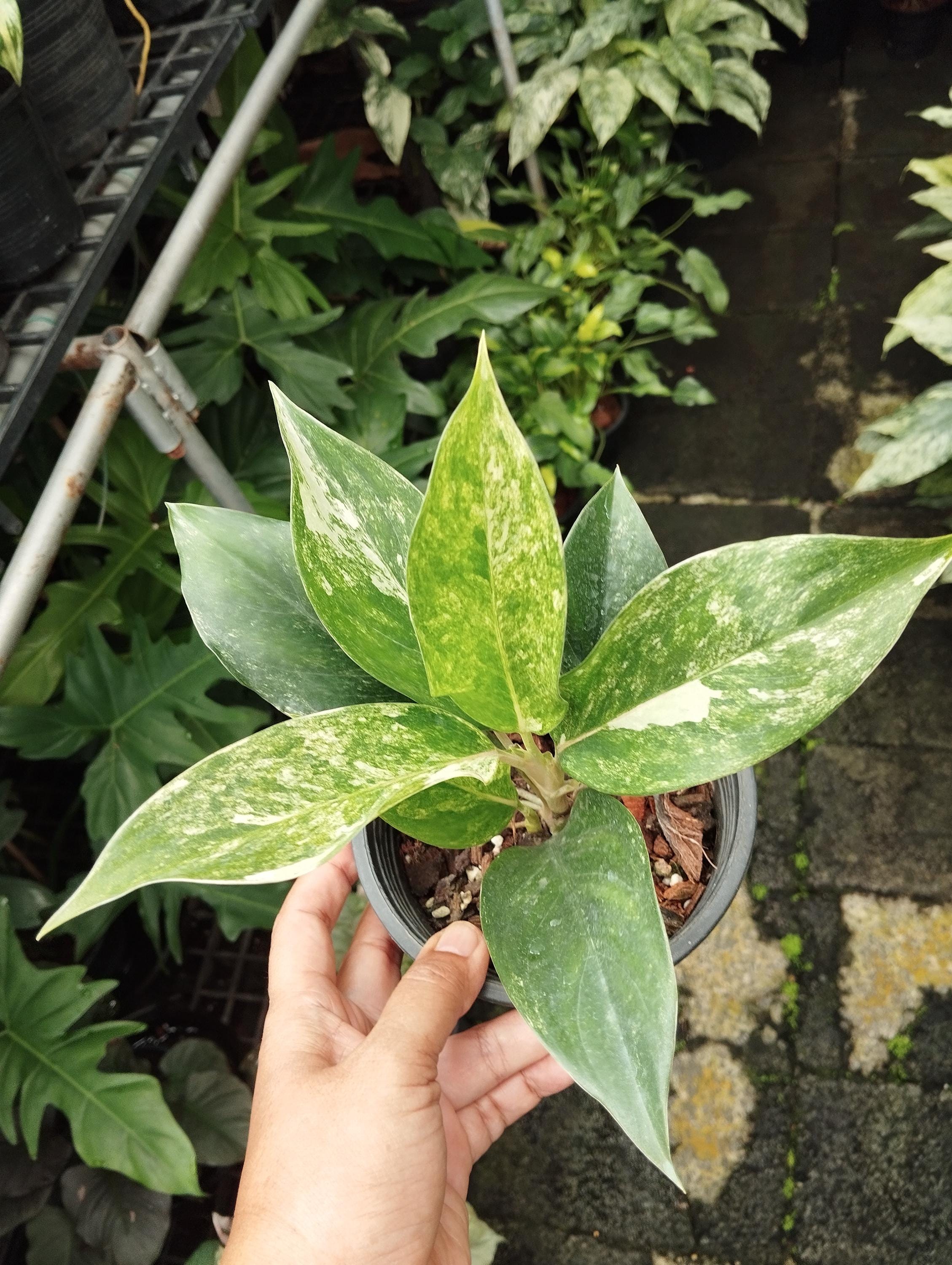 Aglaonema Siam Jade Variegated/yok Siam - Etsy Ireland