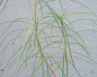 Plumeria filifolia