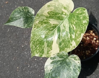 Monstera Lagacy Variegated