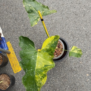 Philodendron Williamsii Variegated - Etsy