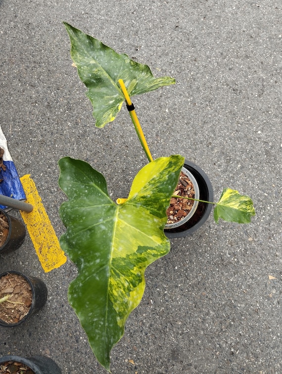 レア！Philodendron williamsii var NO2 Philodendron Williamsii Variegated 6