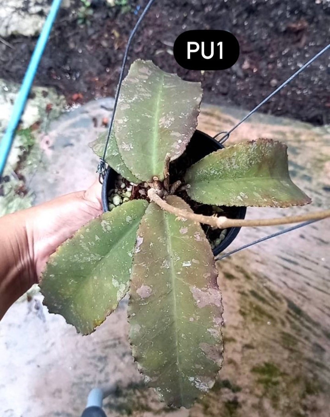 Hoya Undulata - Etsy
