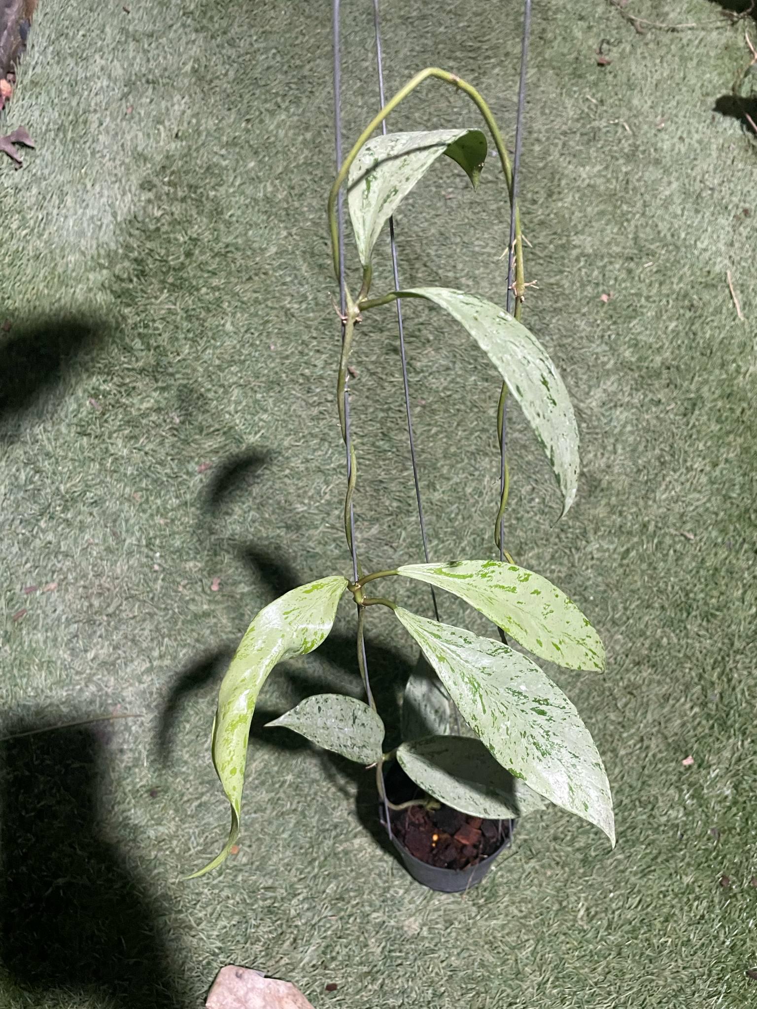 Hoya Pubicalyx ピンクシルバー ゴースト - Etsy 日本