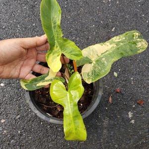 フロリダビューティ x マヨイ　カット苗 フロリダビューティ x マヨイ カット苗