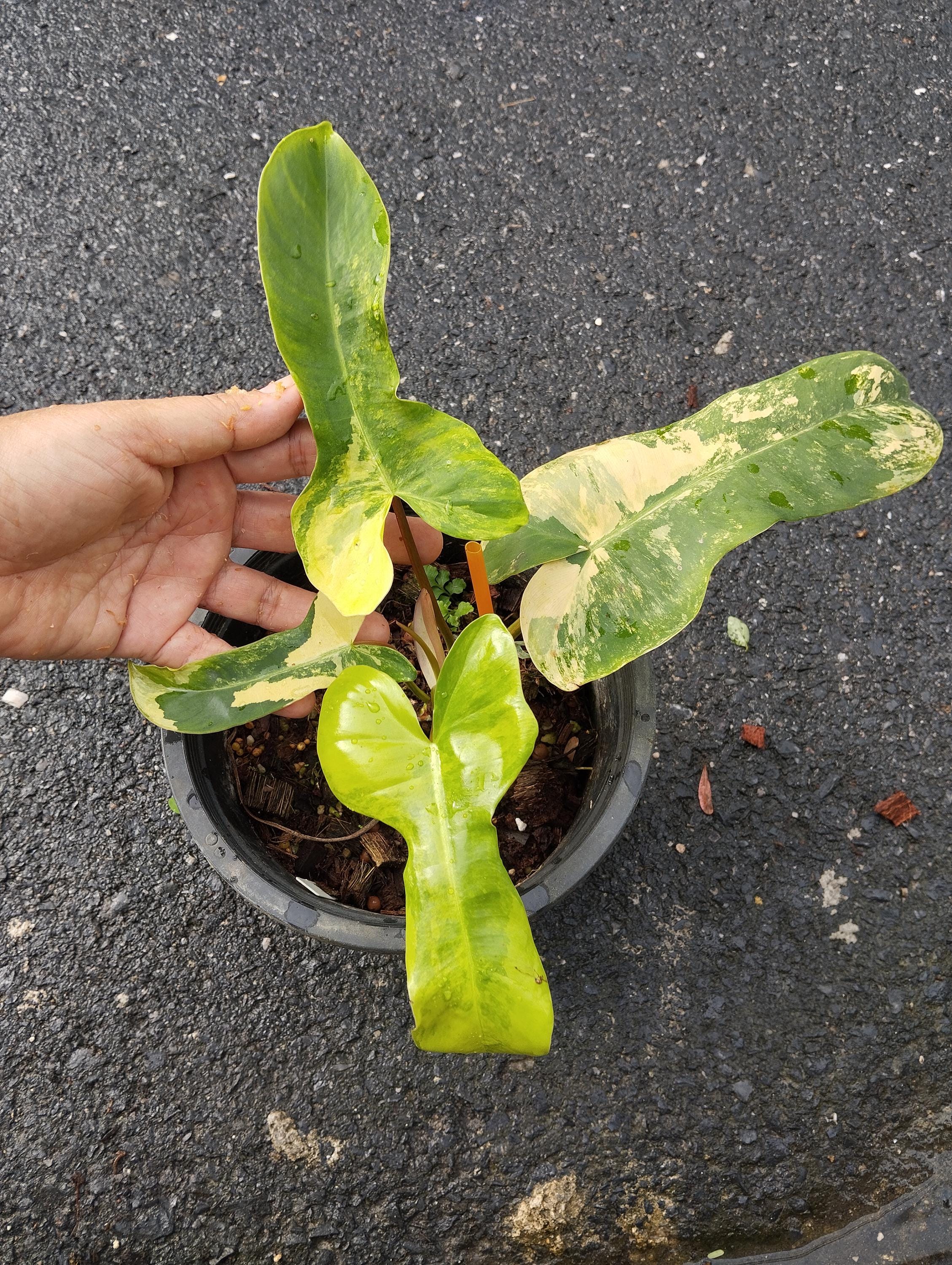 Philodendron billietiae variegated - Etsy 日本