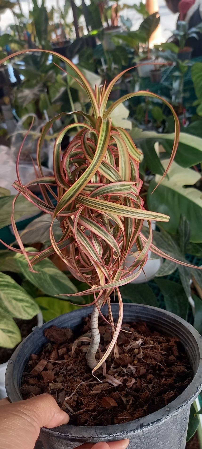 Dracaena Cincta - Etsy