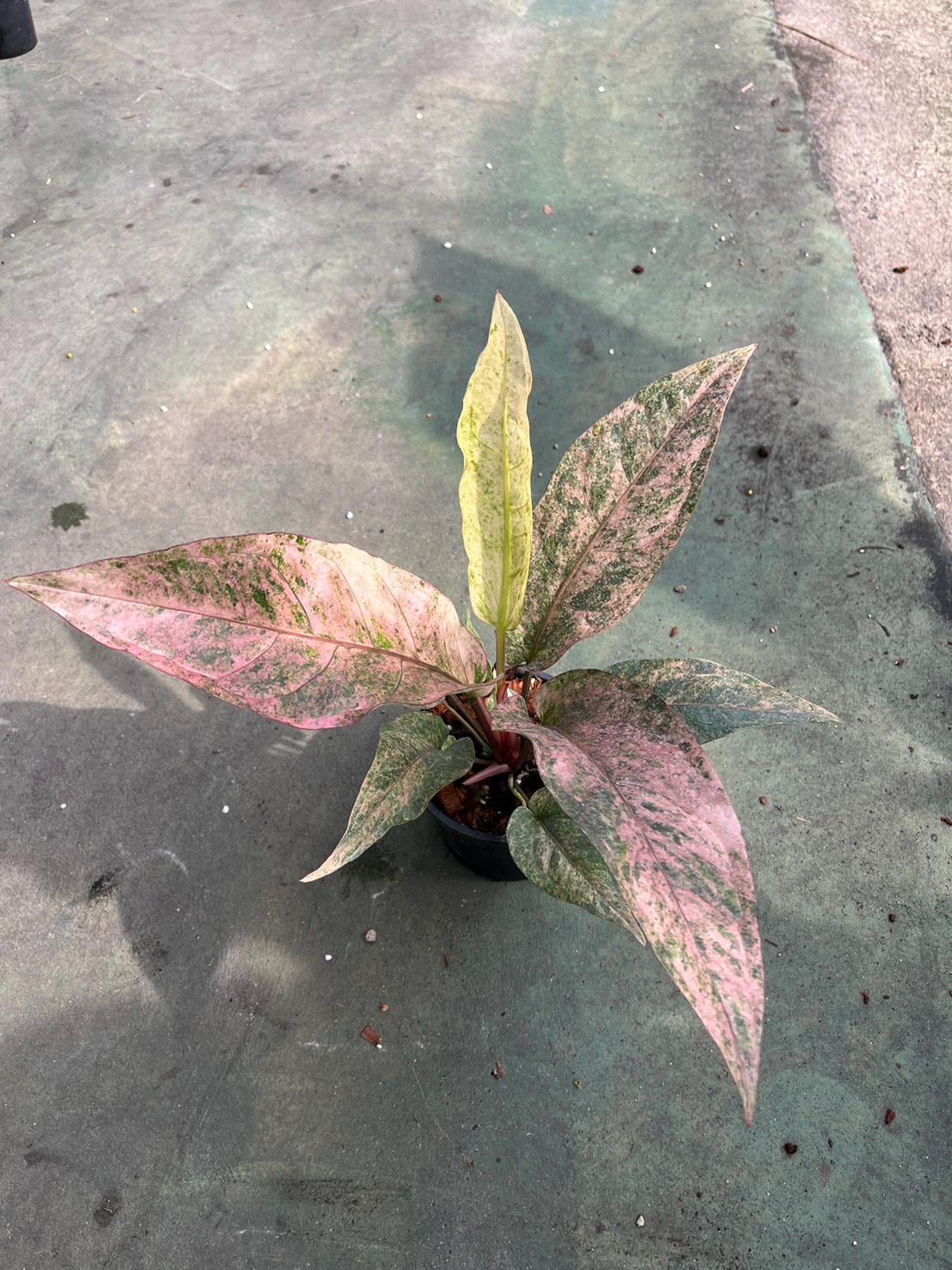 Anthurium Renaissance Pink Variegated - Etsy