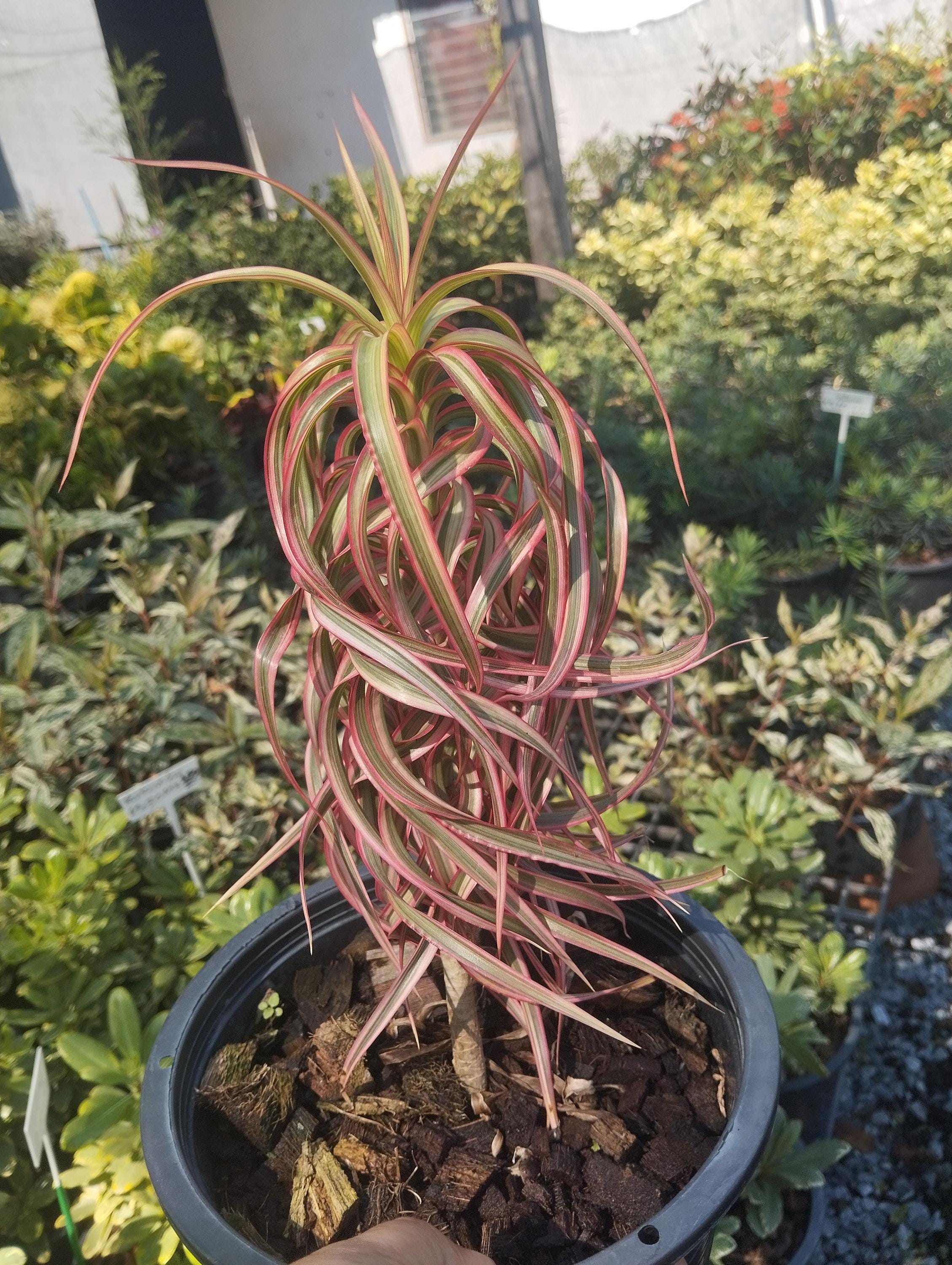 Dracaena Cincta - Etsy