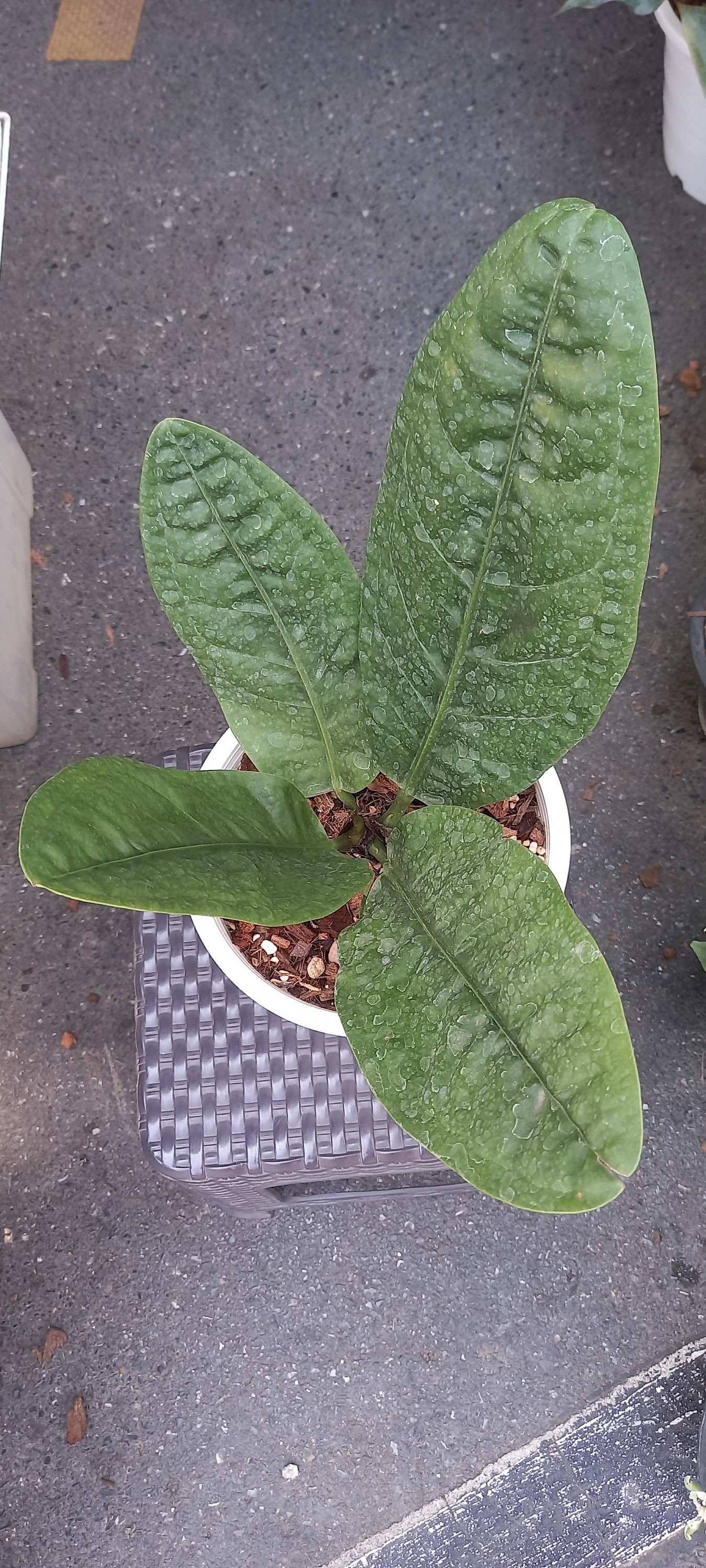 Anthurium superbum - Etsy 日本