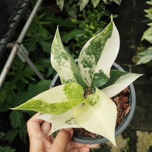 Aglaonema Siam Jade - Etsy