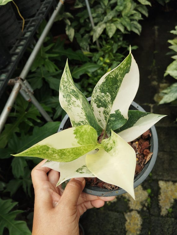 Aglaonema Siam Jade Variegated/yok Siam - Etsy Canada