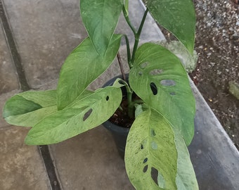 Monstera Laniata mint variegated