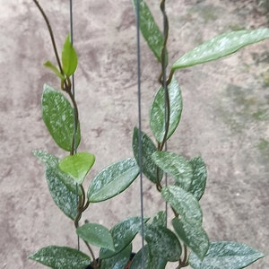 Hoya Wilbur Graves