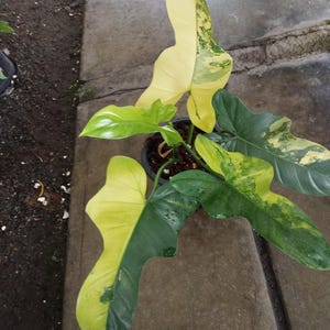Philodendron bipennifolium variegated - Etsy 日本