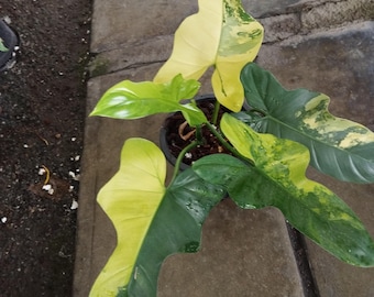PHILODENDRON SPLASH GORDON +Free Heat! Rare Variegated bipennifolium cream  variegata *See Item Details* - Etsy sterreich