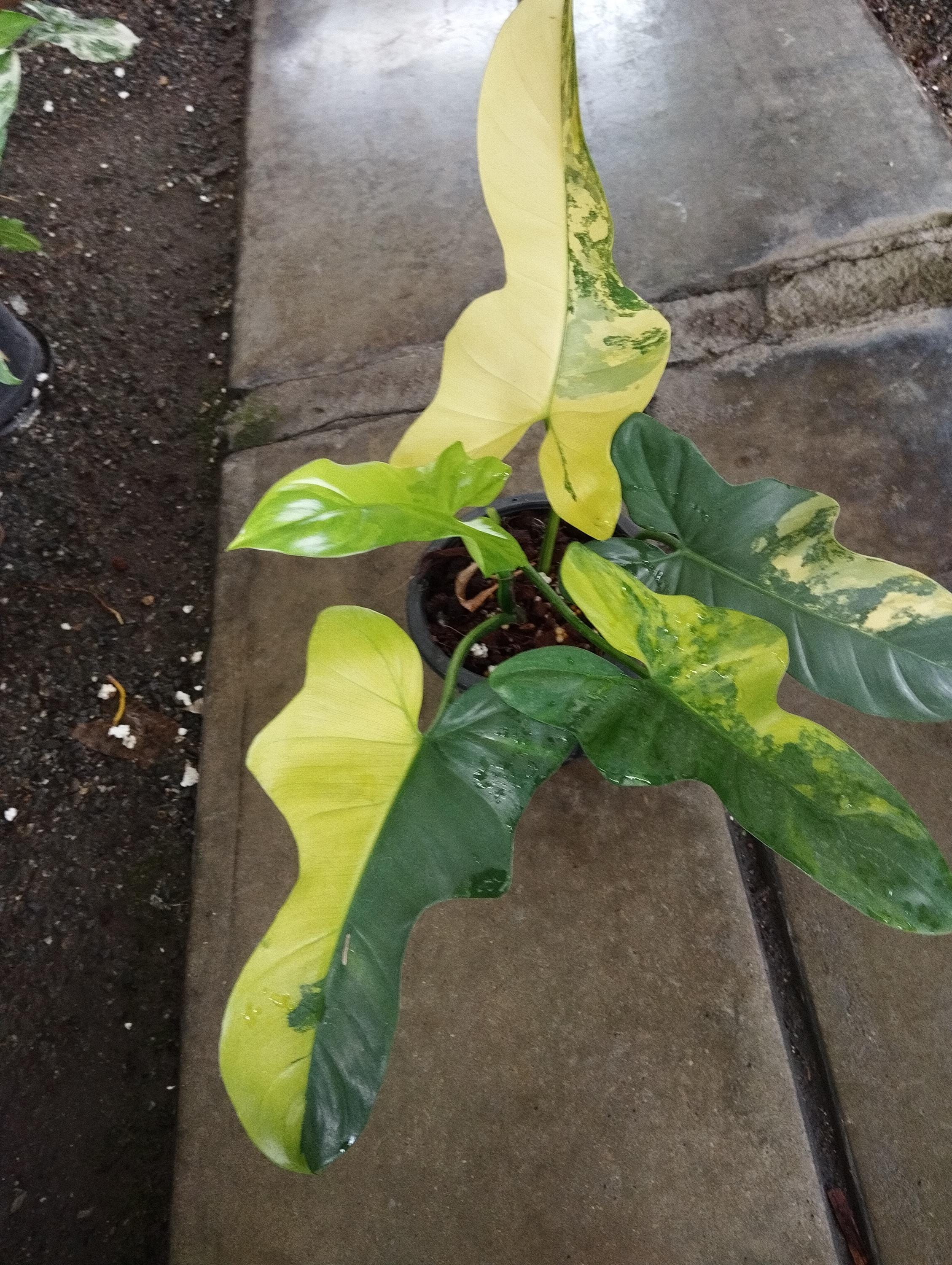 フィロデンドロン　バイオリン　斑入り フィロデンドロン バイオリン ヴァリエゲイテッド: 写真、育て方