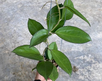 Hoya Patcharawalai 023/Icensis 023