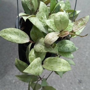Hoya Lacunosa silver