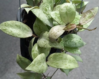 Hoya Lacunosa silver