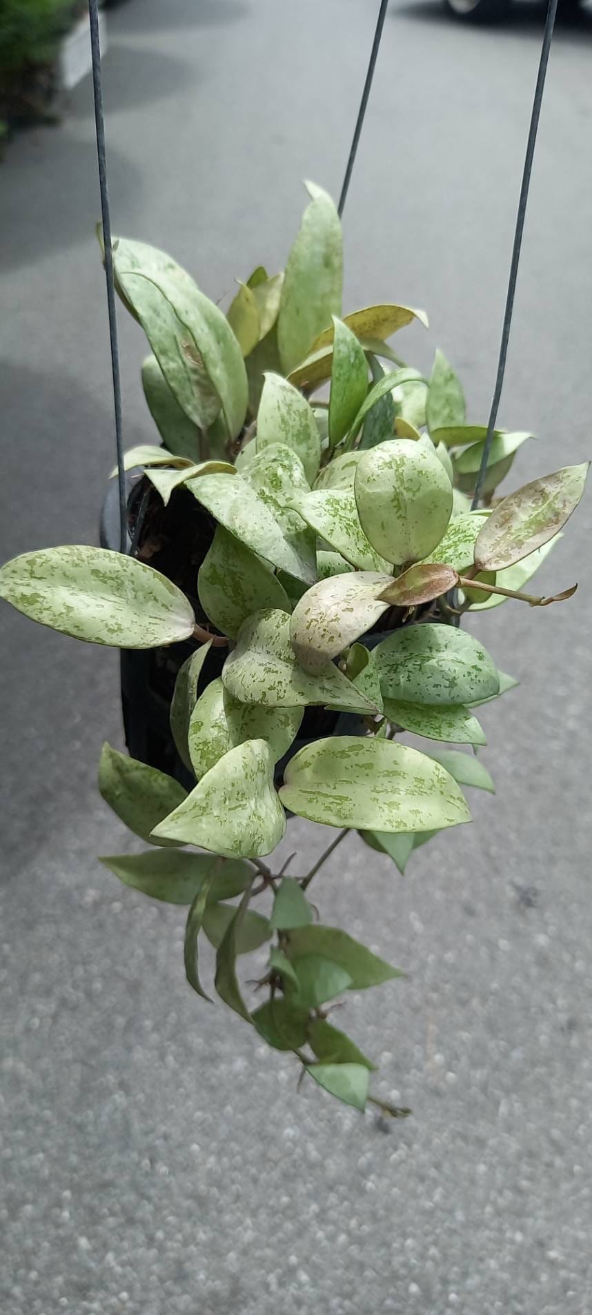 その他観葉植物 Hoya Glabra Alex その他観葉植物 Hoya Glabra Alex Hoya glabra - Etsy 日本