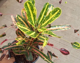 Codiaeum Pictum variegatum (Golden necklace)