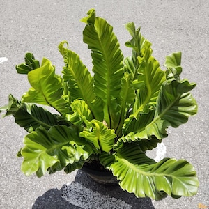 Helecho nido de pájaro Drynaria Cobra