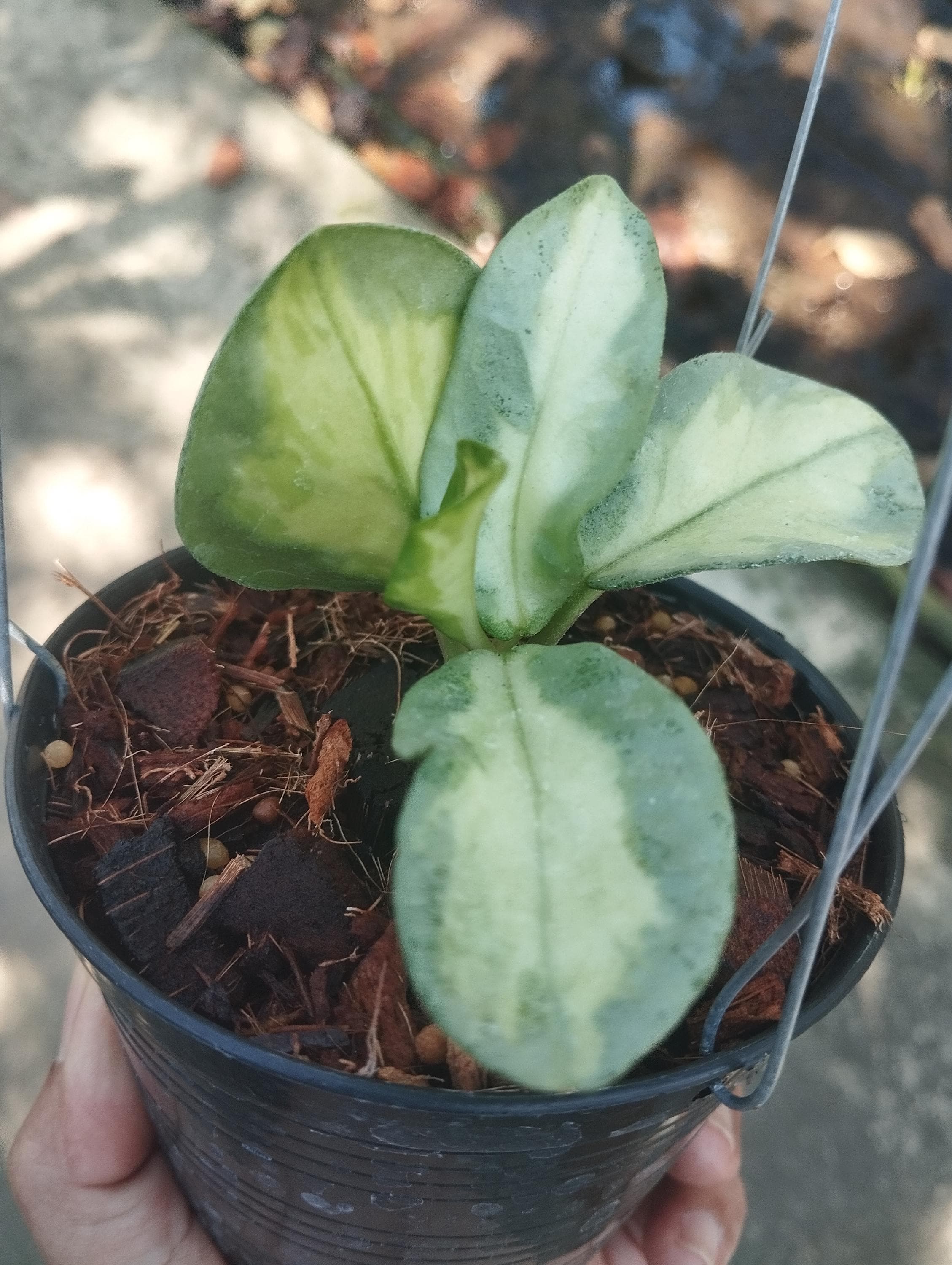 Hoya argentea princess - Etsy 日本