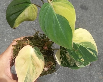 Philodendron Mican variegated