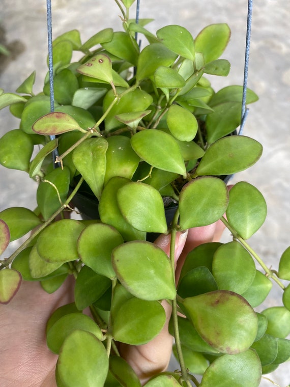 なおなおさん専用0505 ＊ホヤ ＊ Hoya ＊ peninsularis Hoya sp. NS05-055 | Vermont Hoyas