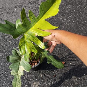 その他観葉植物 P. Radiatum x Florida Beauty x Mayoi Philodendron Radiatum x Florida Beauty x Mayoi
