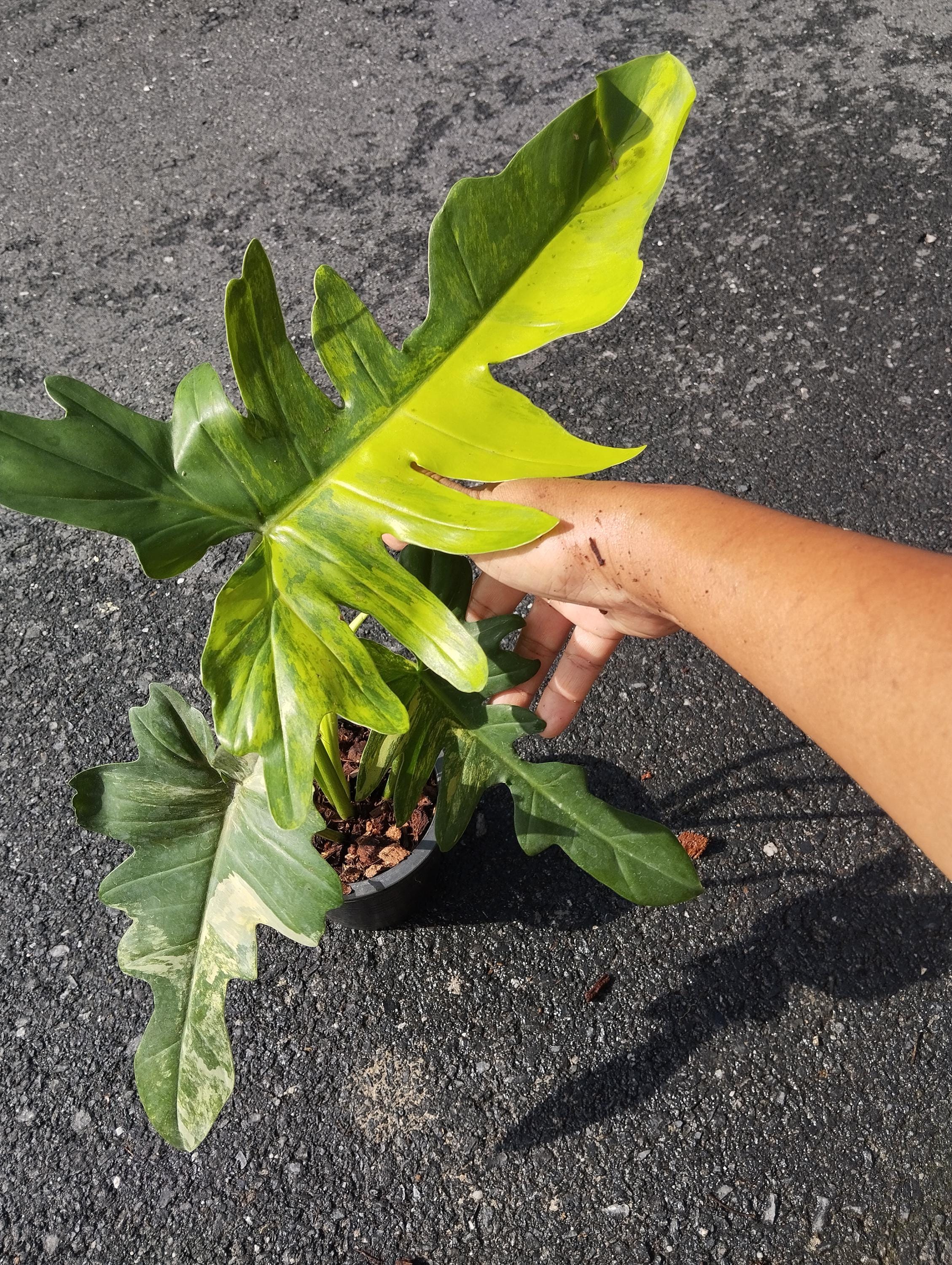 Philodendron florida beauty - Etsy 日本