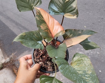 Homalomena Diamante rosa abigarrado (M)