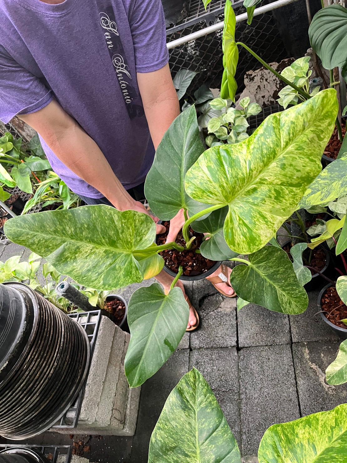 Philodendron Giganteum Variegated - Etsy