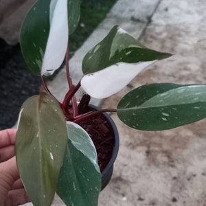Philodendron anderson red - Etsy 日本 Philodendron anderson red - Etsy 日本