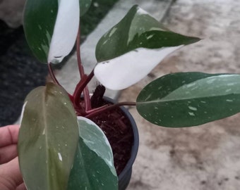 Philodendron Red Anderson (s)