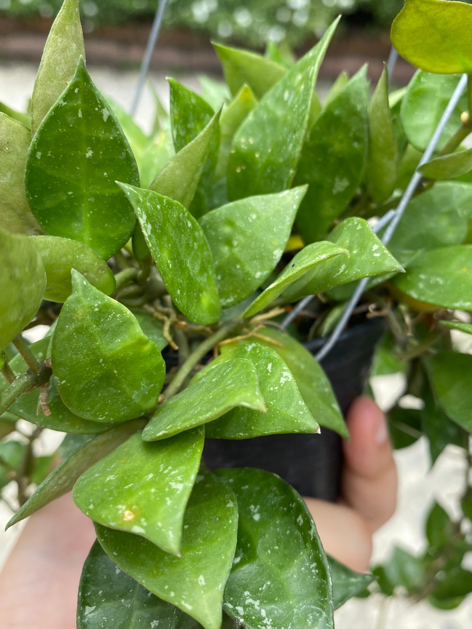 Hoya Krohniana Splash | Etsy