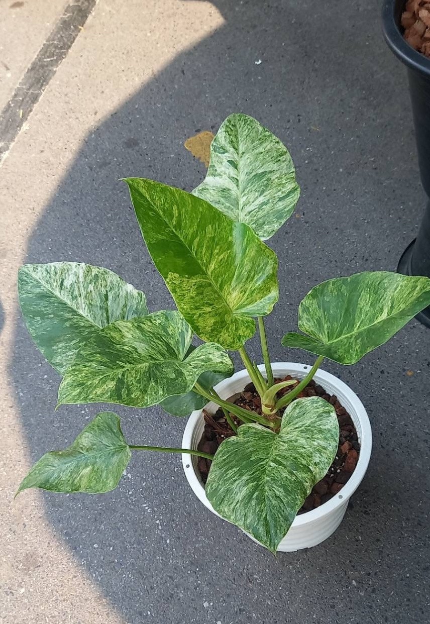 Variegated philodendron giganteum - Etsy 日本