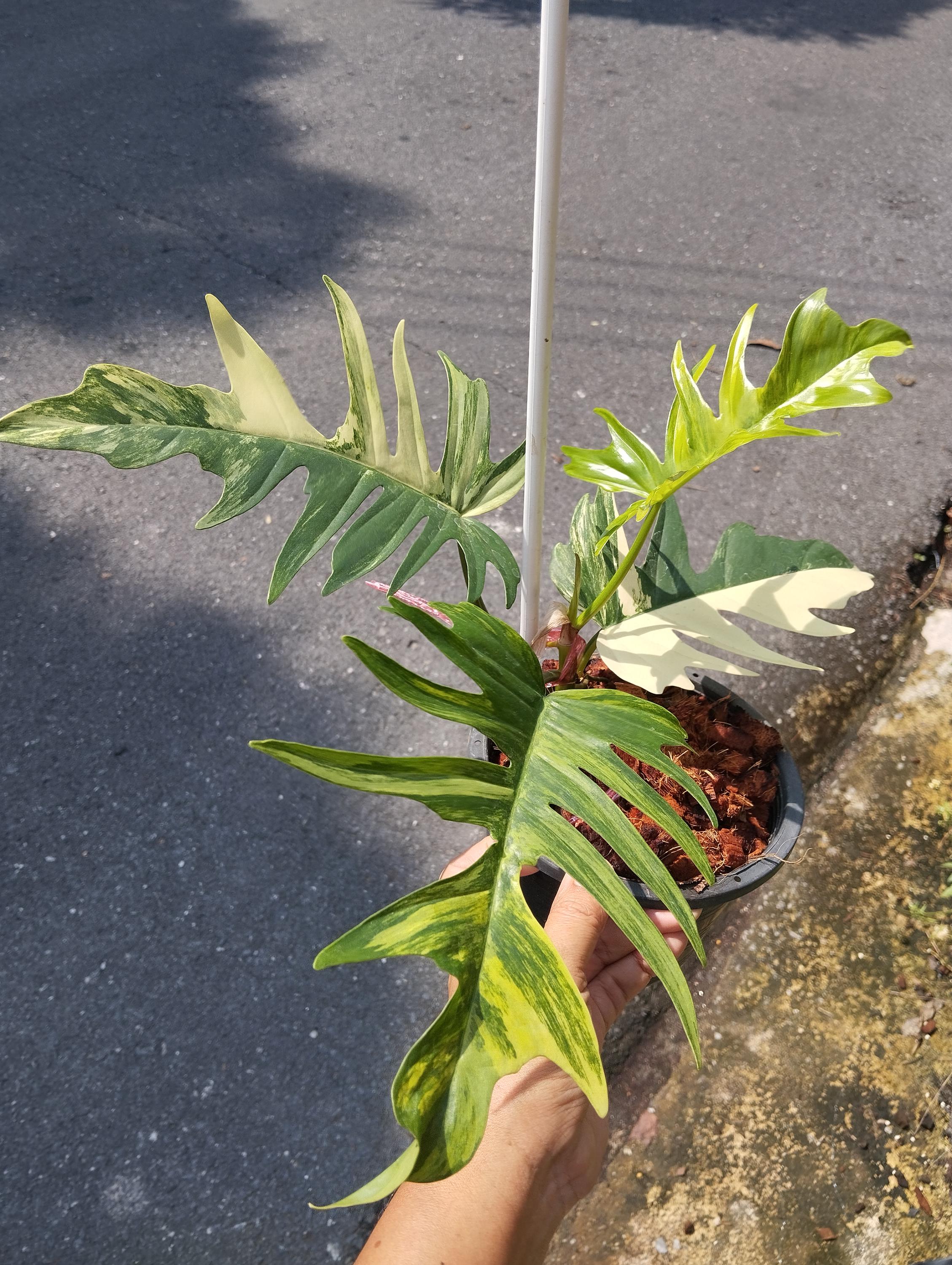 Philodendron Florida Beauty X Tortum Variegated - Etsy
