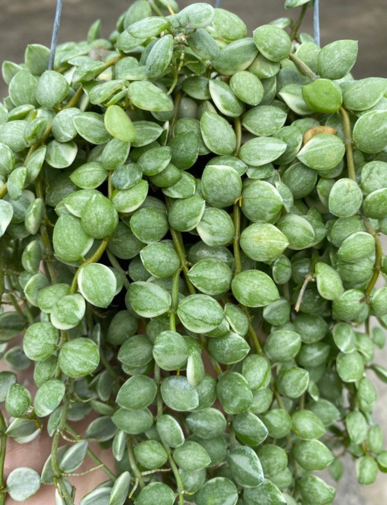 Dischidia Nummularia
