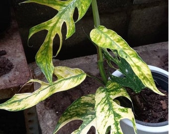 Epipremnum Kujang Yellow Flame – Exotropical