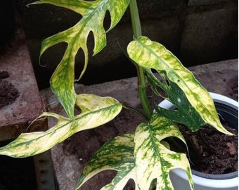 Epipremnum Yellow Flame/Kujang, Furniture & Home Living, Gardening, Plants  & Seeds on Carousell