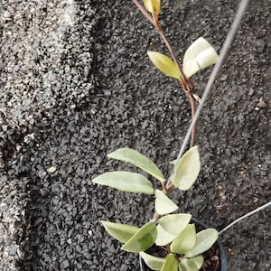Hoya Wilbur Graves Silver