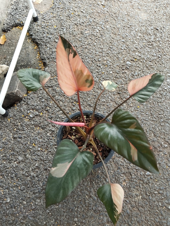 ホマロメナ　斑入り　南スマトラ産 b04a17f476684444e41448ec824746