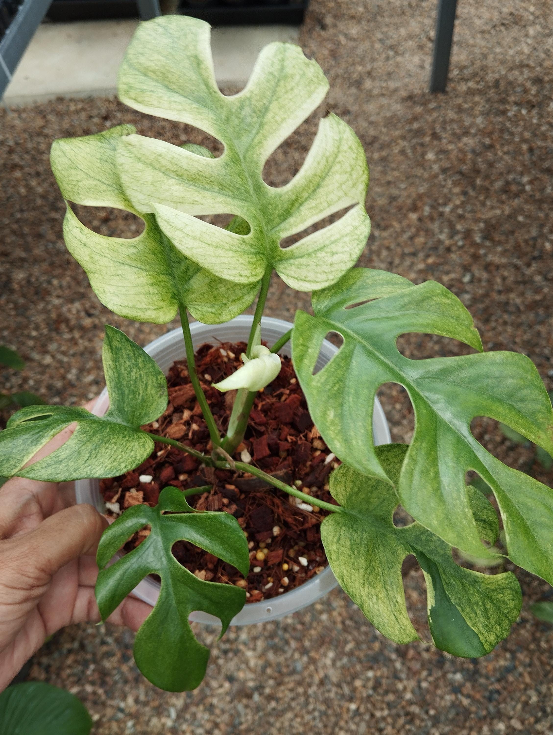 Rhaphidophora tetrasperma white monster ラフィドフォラ・テトラ