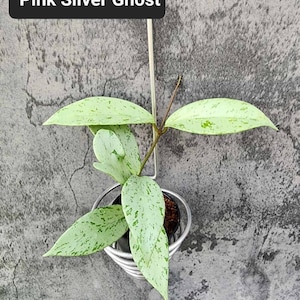 Hoya Pubicalyx pink silver Ghost