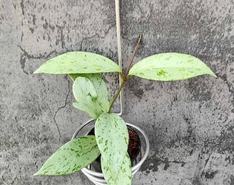 Hoya Pubicalyx pink silver Ghost