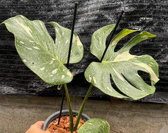 Dischidia Major - Etsy Israel