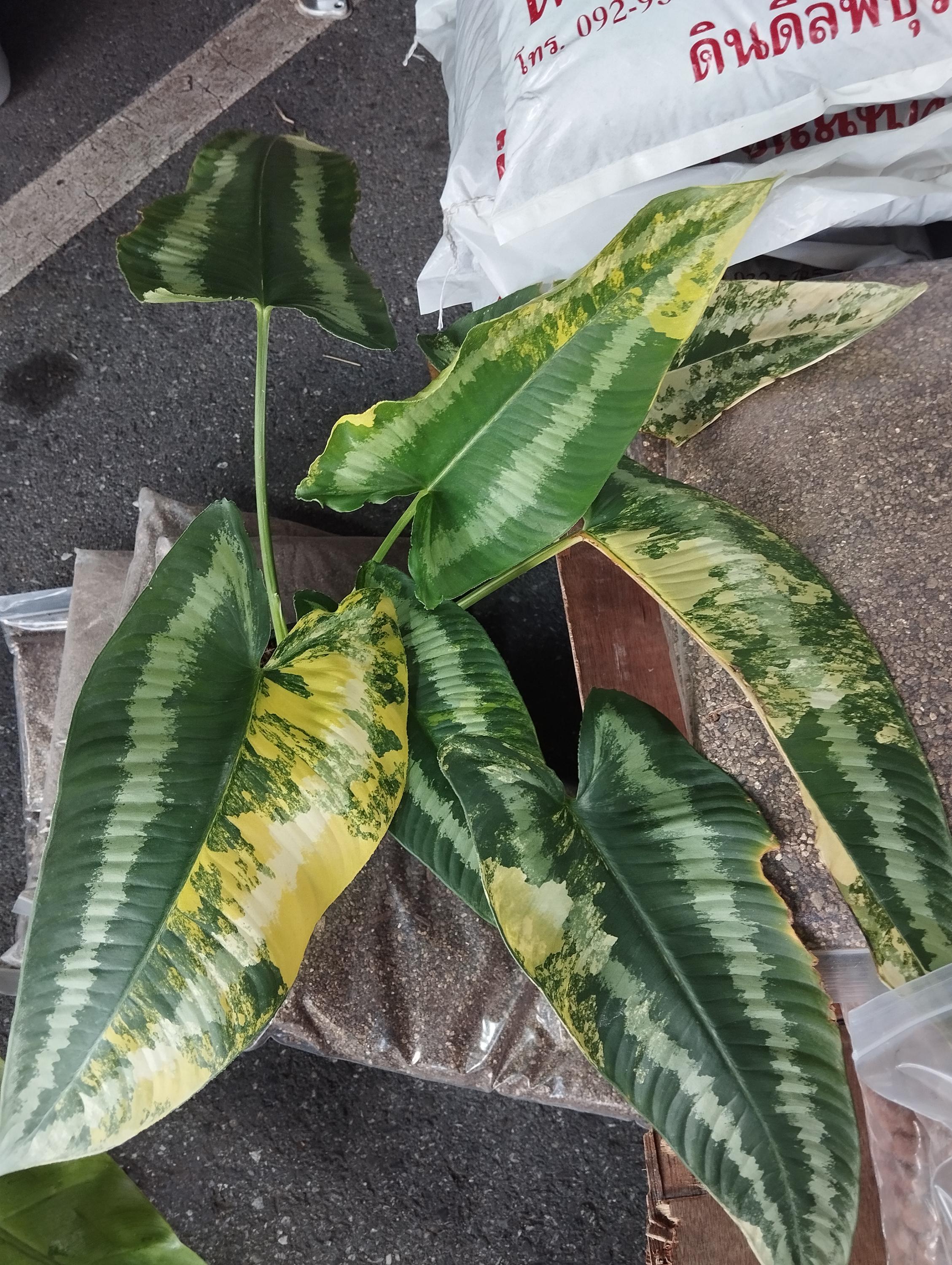 Schismatoglottis Wallichii Variegated - Etsy