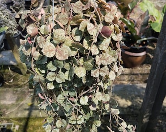 Hoya Curtisii Inner Variegated ( Exact Plant) - Etsy